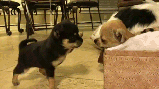 wfyokyga - O bogowie, walka!