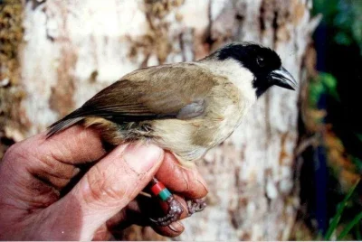 Porten - Hawajka czarnolica (Melamprosops phaeosoma) – ten maleńki ptak, niegdyś zami...