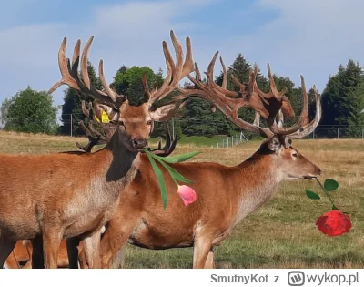 SmutnyKot - Zdjęcie z dzisiaj w drodze po pieczywo.
#przegryw