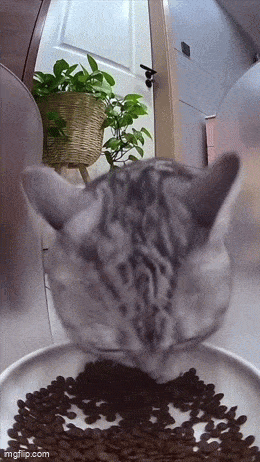 wfyokyga - Dowód że koty to droidy małych ufokosmitów. Zauważcie jak się rozglądnął p...