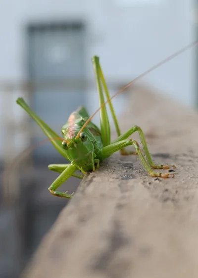 bladolux - #smiesznypiesek #zwierzaczki #robaczki