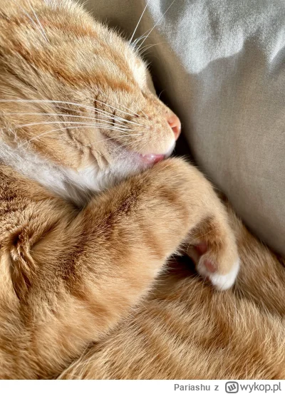 Pariashu - #pokazkota jutrzenki blask na kitku mym