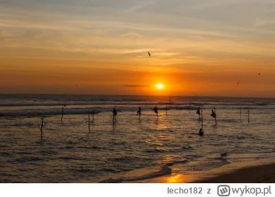 lecho182 - Mirissa SriLanka

#podrozowanie #srilanka #fotografia #podroze #mirissa