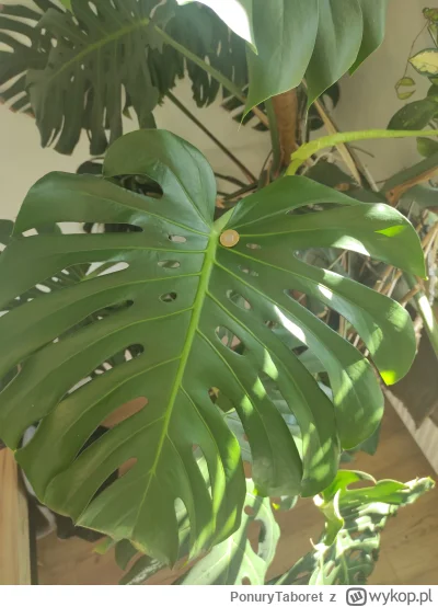 PonuryTaboret - @Szpeju nie hodujcie tego bo potem zajmuje pół pokoju