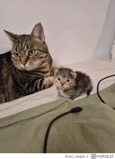 kruci_hegot - #pokazkota #suziq
obecni gospodarze nie przepadają za przybłędą, jeden ...