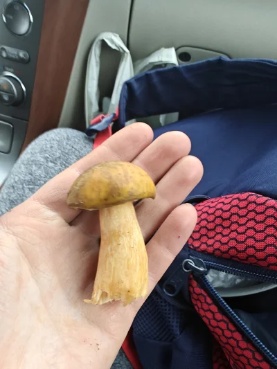 dominik098 - #grzyby #grzybyboners czy to borowik ponury? Jeść nie będę, pytam z ciek...