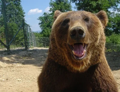 dodi-lukebakio - #f1 #codziennyolliebearman

W końcu rawe ceek :)