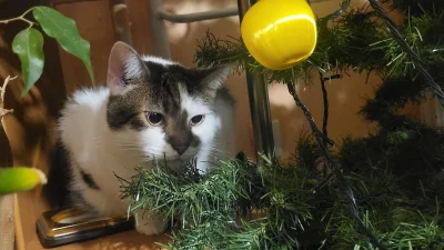 Wrrronika - Jak trzeba to trzeba

Świąteczno - morderczy tryb aktywowany

#kot #koty ...