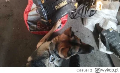 Casuel - Niezawodny nos na tropie. Elektronarzędzia odzyskane

Policyjny pies pomógł ...