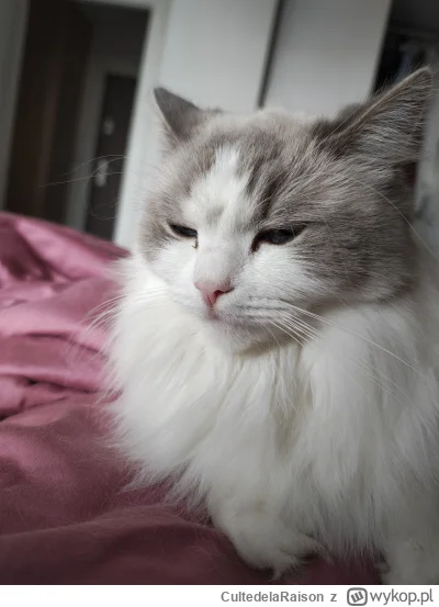 CultedelaRaison - @darkprincewwa tak