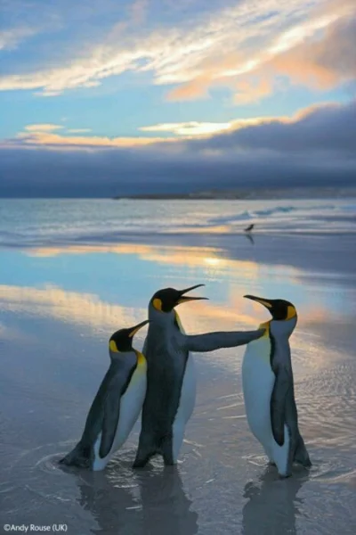 WezelGordyjski - @CH3j Na zdjęciu pingwiny w czasie zaprzysiężenia na bycie pingwinem