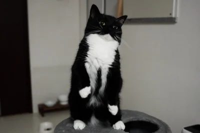 karasatala-kasatalasa - czy można dawać czarnemu kotu białą kiełbasę szukaj #smieszne...