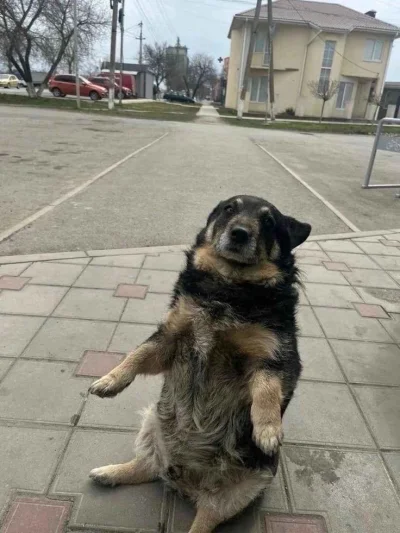 5lutW4arrior616 - what the dog doin