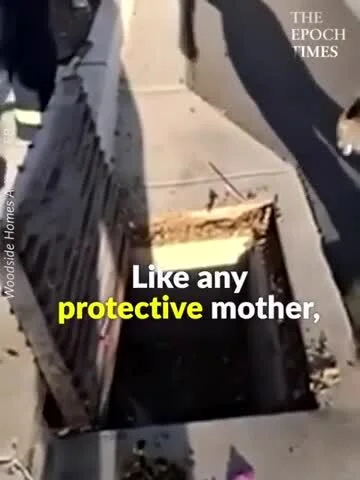 Badmadafakaa - #smiesznypiesek