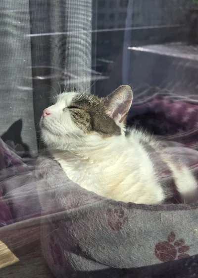 Solsith - ( ͡° ͜ʖ ͡°)