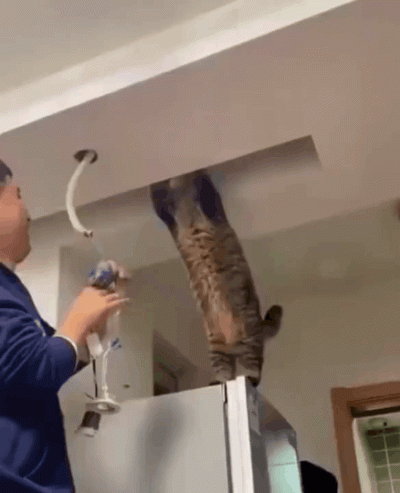 Arvin - Stary z kotem po tygodniu
#koty #smiesznekotki