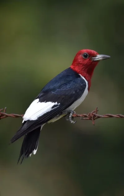 Lifelike - Dzięciur krasnogłowy (Melanerpes erythrocephalus)
Autor
#photoexplorer #fo...