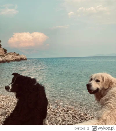bletoja - #pokazpsa #borderline #goldenretriever
Pieski na wakacjach gdy zobaczyły dz...