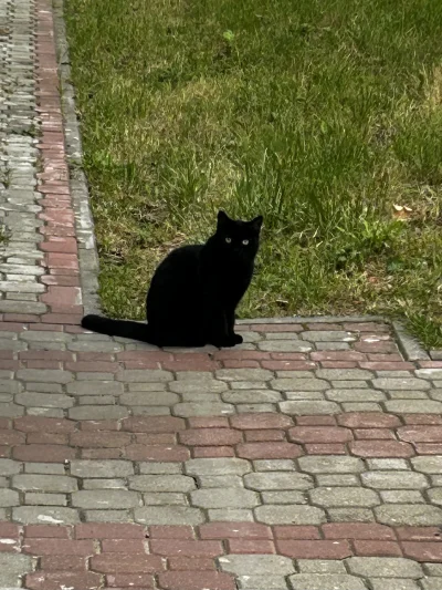 Zoyav - spóźnił się o 5 dni 

#koteczkizprzypadku