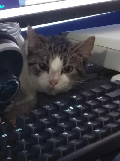 Xabotii - otwieramy oficialnycasting na panią xanaxową Żaklina Ta Dih na pierw..........