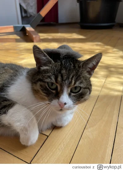 curiousboi - @curiousboi czasami jest to kapelusik