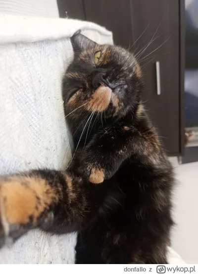 donfallo - @frugASS proszę mnie oddać kotkę, ma być w domu jak wrócę z kolchozu