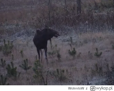 WolvvloW - @ekektrykpozdalnym kijowy aparat i dużym zoom
plus kiepskie Światło
