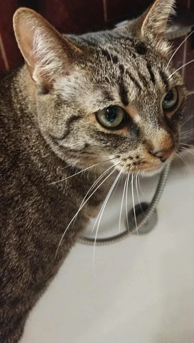 PannaBezSpiny - Bobek władca łazienki. 
Kiedy chcesz się kąpać a Bob broni wanny . 
#...