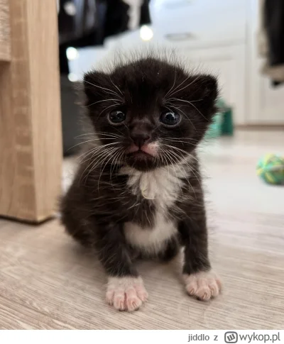 jiddlo - #hecat dzień dobry, ja wiem, że to zły moment na wpis na wykopie, ale i tak ...