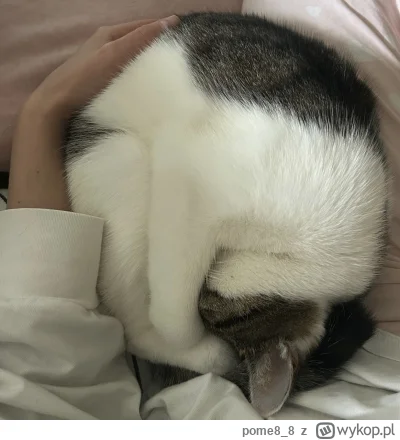 pome8_8 - kula miłości #pokazkota