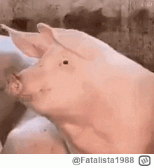 Fatalista1988 - Pani Zdisława podobno nie ma nic przeciwko nowemu zajęciu swojej córe...