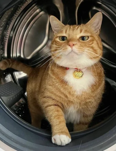 Miteora - #koty @Strigon masz jeszcze kota ode mnie