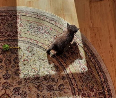 SatanWasa_Babyboomer - #koty #kitku #kot