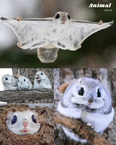 wybryk_natury - latająca wiewiórka 
#zlodziejskiewybryki #smiesznypiesek