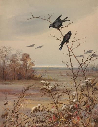 GARN - #sztuka #art #malarstwo #obrazy autor: Fidelia Bridges | November | 1876