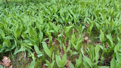 vieniasn - konwaliowy rozwój znacznie spowolnił