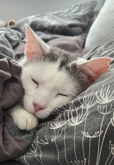 impact18 - #koty #pokazkota 
Zmęczony sprzątaniem :)