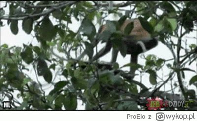 ProElo - mikroblog obecnie...
#wybory