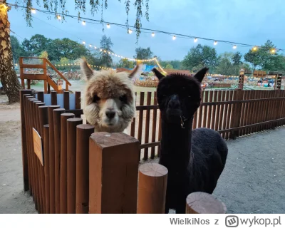 WielkiNos - No siema wykopiszcza jak wam minął dzień? 

Właśnie niedawno nakarmiłam t...