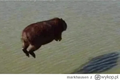 markhausen - #eurowizja no to przerwa na szybkiego klocka