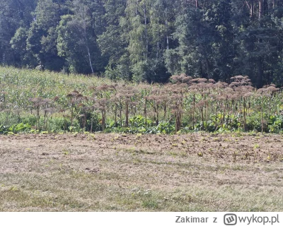 Zakimar - Barszcz sosnowskiego w formie wyschniętej. 

Spotkałem go na wycieczce rowe...
