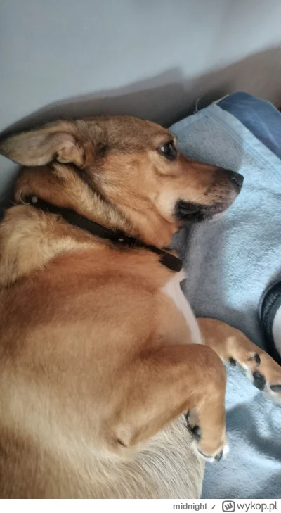 midnight - @wielbicielstormiron: mój tez nie chce