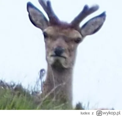 Iudex - Ciekawe czy amerykanie wiedzą o tym xD