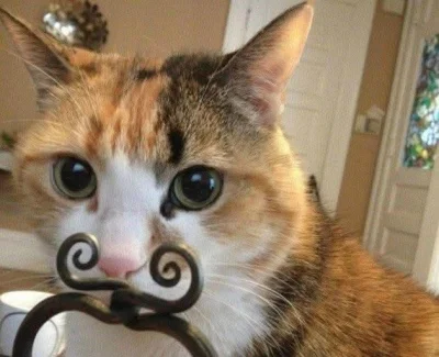 Miteora - #koty #smiesznekotki