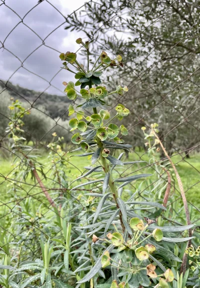 asdfghjkl - Euphorbia characias aka wilczomlecz śródziemnomorski. Roślina używana od ...