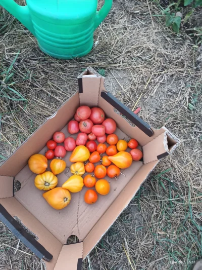 KNU-RZY-SKO - Ostatni już chyba zbiór, choć jeszcze troche zielonych wisi, takie troc...