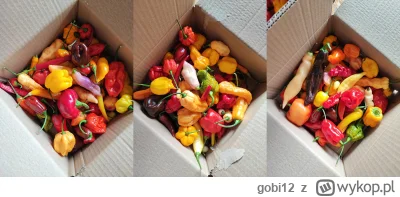 gobi12 - Kilka osób zamówiło zestawy papryczek #chilizgobim ja je złożyłem, a potem s...