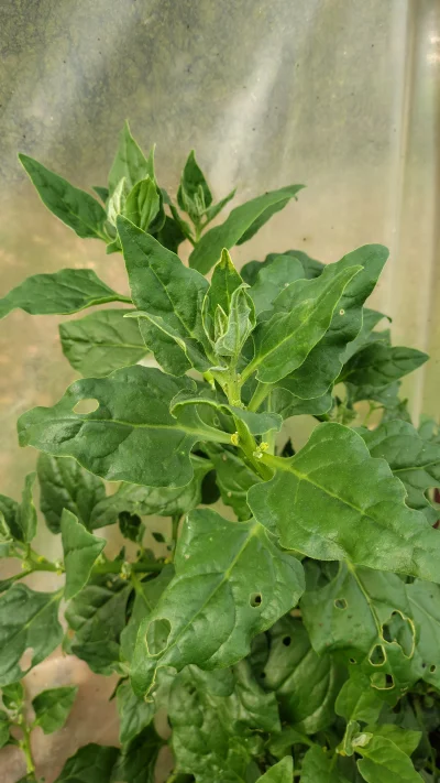 WstretnyOwsik - #ogrodnictwo #warzywa

Dobrze google podpowiada że to szpinak nowozel...