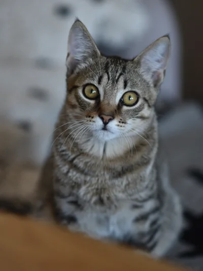 remlezar - #pokazkota #kot #kitku