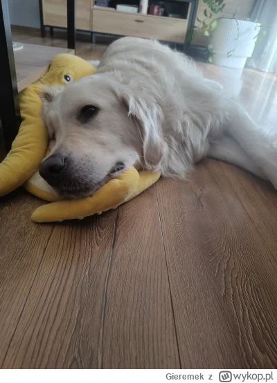 Gieremek - Życzę antypsiarzom, aby doznali w życiu tyle miłości, co on (｡◕‿‿◕｡)
#psia...